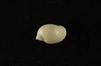 藏品(小椎實螺)的圖片